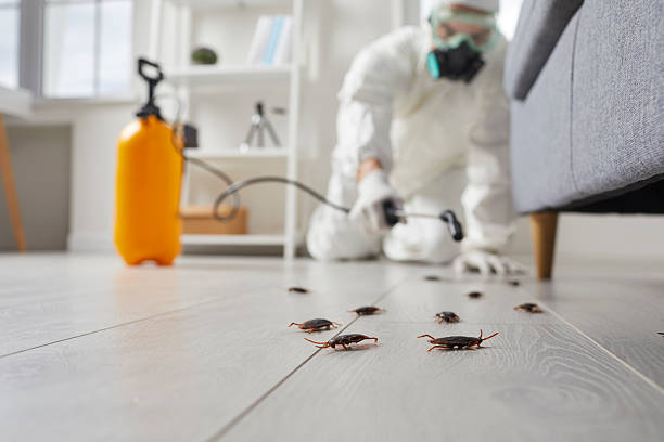 Commercial Kitchen Cockroach Control in Harvey